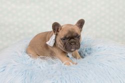 Blue And Tan French Bulldog Puppys