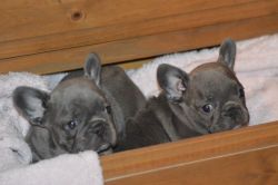 Stunning Blue French Bulldog Puppies
