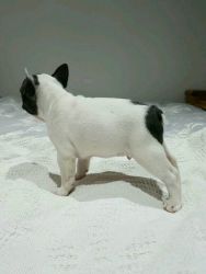 gorgeous pied french bulldog available now...