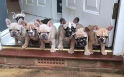 Awesome..... Awesome.....Awesome...French bulldog puppies