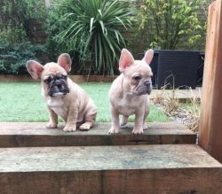 FUTURE GIANT FRENCH BULL DOGS FOR SALE...