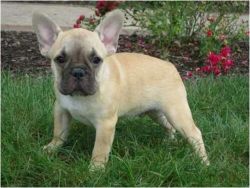Handsome Male French Bulldog