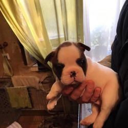 New!!! Elite French bulldog puppy for sale