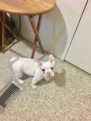 Elite French bulldog puppies for sale