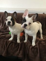 Cute Male French Bull dog Puppies For Sale