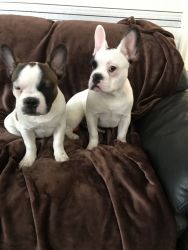 Lovely Male French Bull dog Puppies for sale