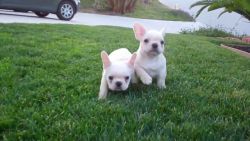 Muscular males and females, French Bulldog Puppies(12 weeks old)