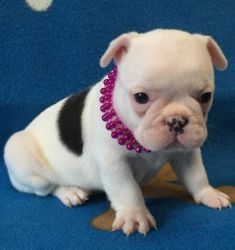 Blue Chunky Frenchie Pups, All Carrying Tan Gene