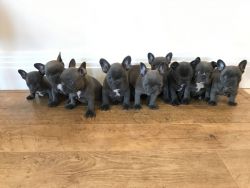 Solid Blue Carry Chocolate French Bulldog