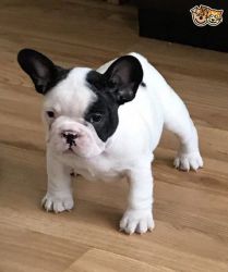 Registered French Bulldog Puppies Ready For Thier Forever Homes