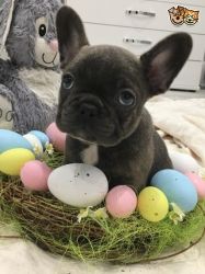 Stunning French Bulldog Pups For Sale