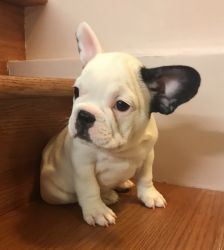 French Bulldog puppies ready to go home
