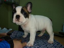 French Bulldog Puppies ready to go home