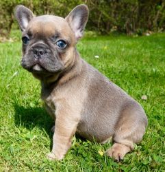 Blue Frenchbulldog Puppys For Sale