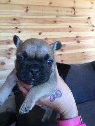CUTES MALE AND FEMALE FRENCH BULLDOG FOR A NEW HOME