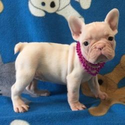 well trained male and female french bulldog puppies for sale