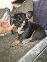 Beautiful male and female French bull dog pups