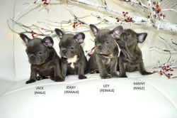 Home raised pure breed french bulldog puppies ready