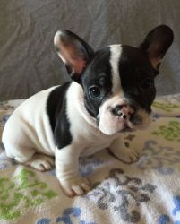 TOP QUALITY FRENCH BULLDOG PUPPIES