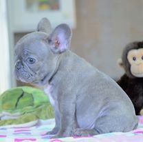Traditional French Bulldogs