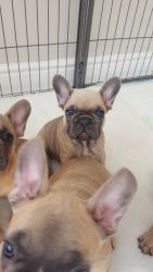 STUNNING FRENCH BULLDOG PUPPIES FOR SALE