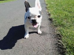 Lovely French Bulldog Puppies for sale