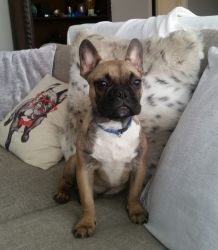 French bulldog puppy, male, 4 months old