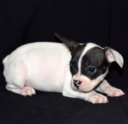 French Bulldog Puppies Blue For Sale