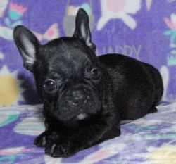 French Bulldog Puppies Ready To Go Now!
