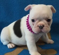 Kc Reg French Bulldog Puppies For Sale,hc,dm Clear