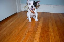 **Adorable, Cute and Healthy French Bulldog Puppies**
