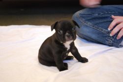 Available French Bulldog Puppies ready for new families.