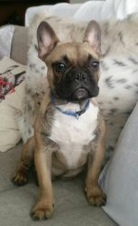 French bulldog puppy 4 months old, male