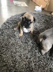 French Bulldog Blue Puppies For Sale