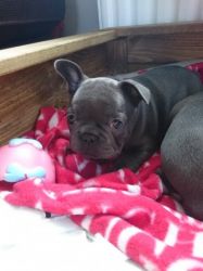 ADORABLE MALE AND FEMALE FRENCH BULLDOG FOR SALE