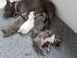 Blue French Bulldog Puppies, Health Tested Parents