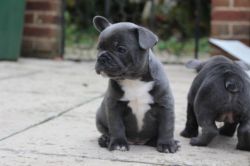 Male and Female Puppies Available