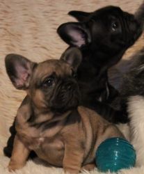Healthy and Cute French Bulldogs for Adoption