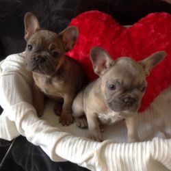 We have 3 beautiful French bulldog puppies for sale