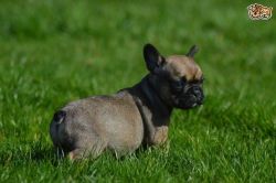 Lovely French Bulldog Puppies Blue/fawn