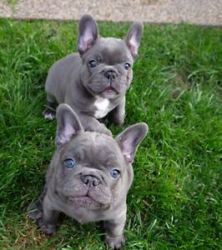 French Bulldog Puppies Ready