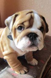 cute french bulldog Ready Now