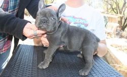 french bull puppies available