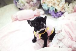 cute and marvelous tea cup french bull puppies