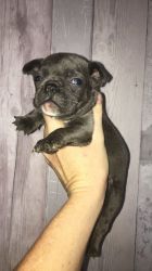 6 Male and female french bulldog puppies available