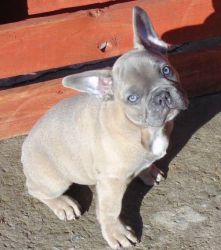 Handsome Male French Bulldog Pup Ready now