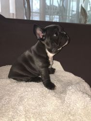 Ready To Go Solid Blue French Bulldog Puppys