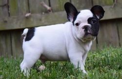 Adorable Kc Registered French Bulldog Hc Cleared