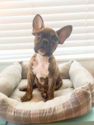 2 Nice French Bulldogs Puppies Available