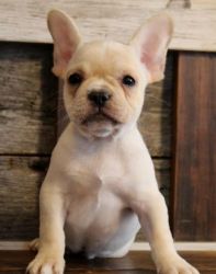 Quality Blue Sable/fawn/black Kc French Bulldogs